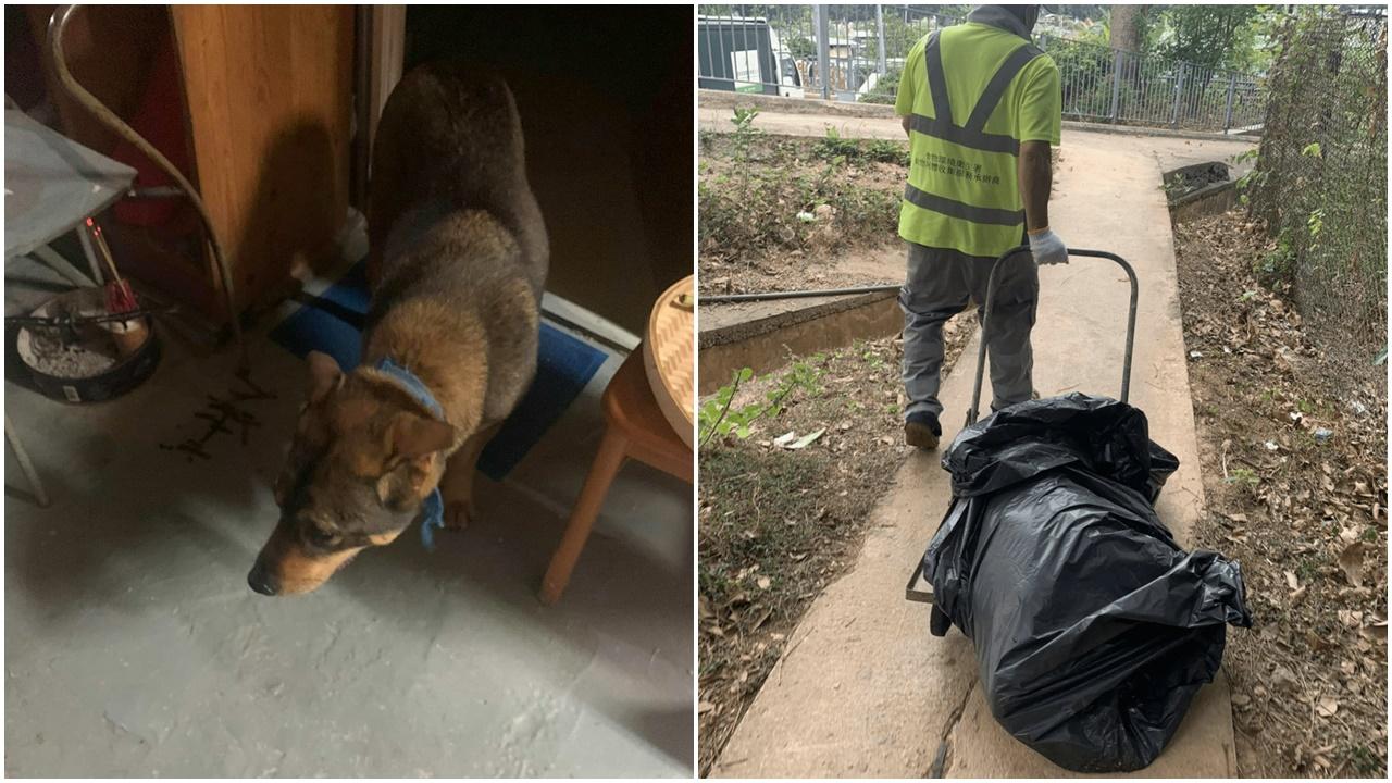 屯門發生狗隻疑遭虐殺事件