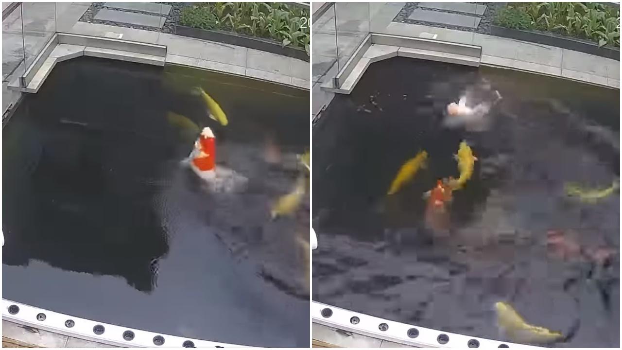 網上熱話｜錦鯉魚池遇溺