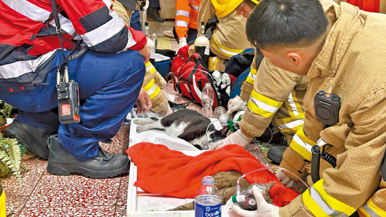 葵涌一單位抽油煙機短路起火 男戶主送院 消防救7貓3昏迷2墮樓一骨折