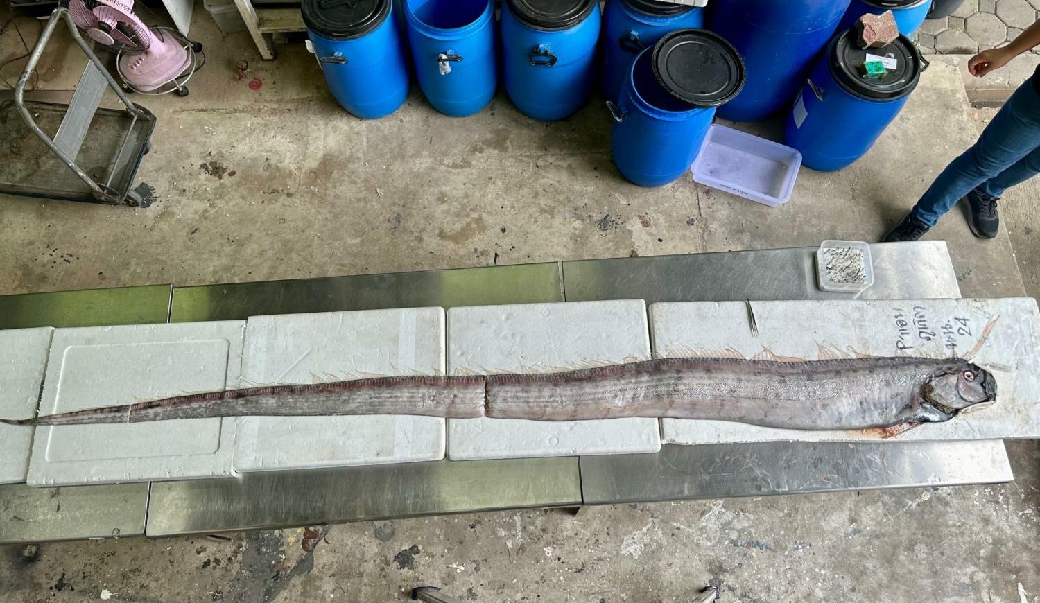 泰國再現近3米長「地震魚」，2個月第二條。(FB)