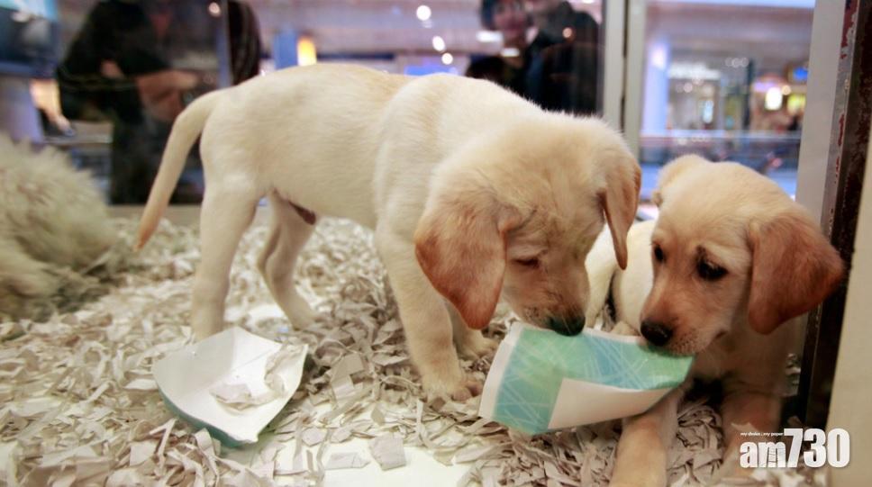 調查：香港主人平均花費49萬養一隻寵物　糧食佔比最多