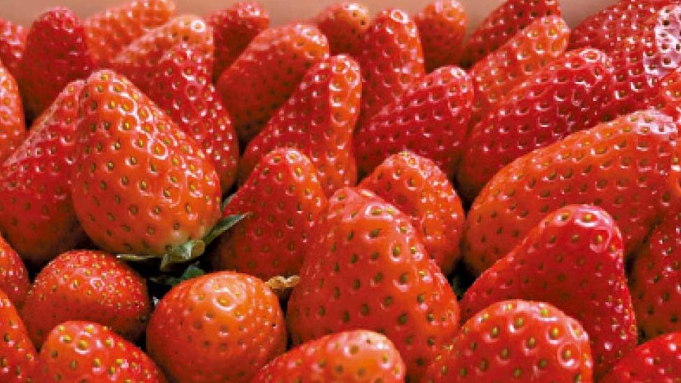 士多啤梨，你是如此難以忘記