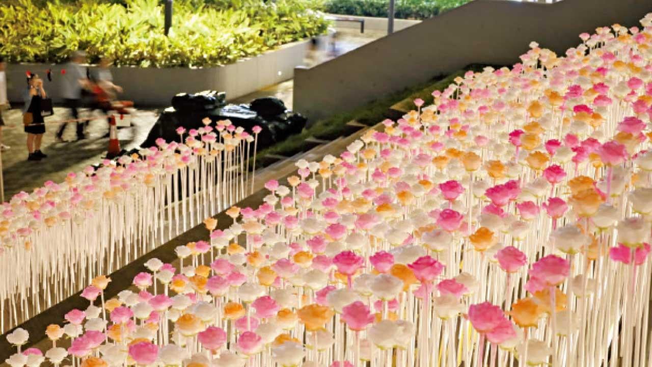 東九文化中心花海添色彩 麥美娟︰區議會吸納民意是良性互動