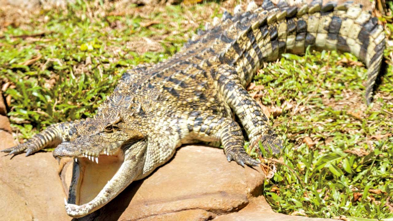 八鄉鱷魚取名「百香果」居海洋公園新景點鱷園 當保育大使
