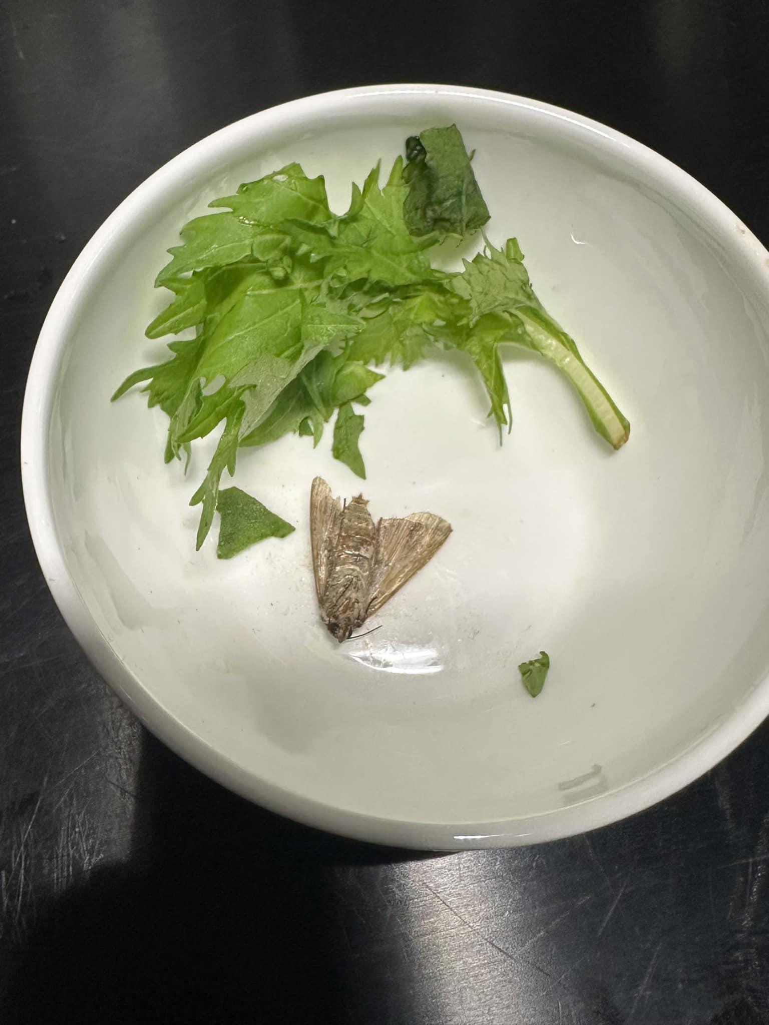 有國泰乘客在社交平台Facebook群組發文，指本月乘坐商務客位由澳洲悉尼飛回香港，惟家人進食沙律時發現一隻完整大飛蛾屍體(網上圖片)