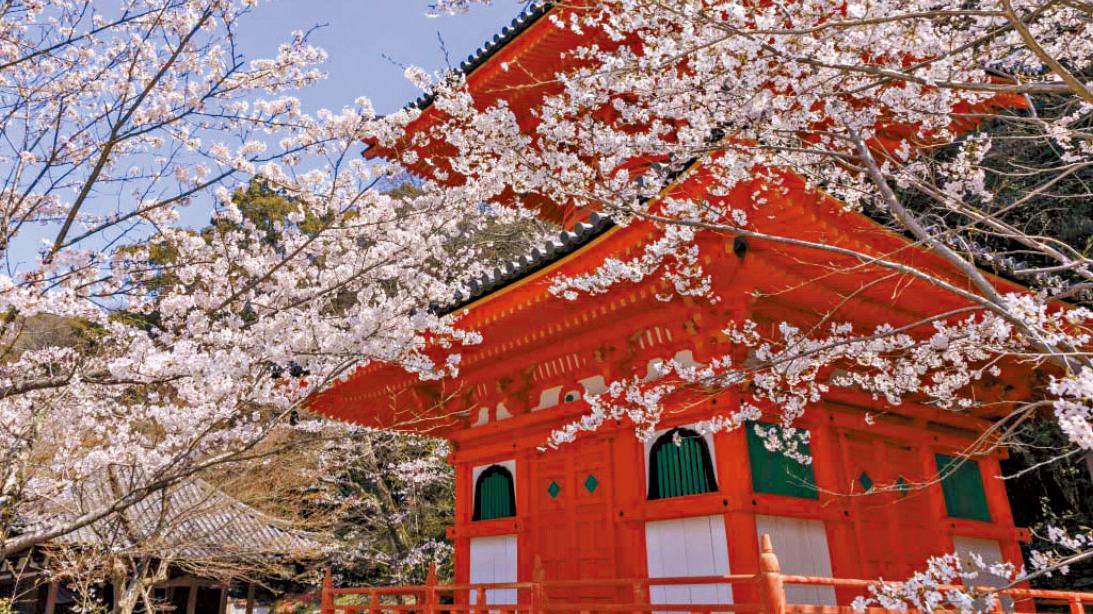 和歌山 花見の禮儀