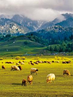 淡季出遊首選  新疆烏魯木齊+玩轉北疆情華 超美景點直航純玩11天