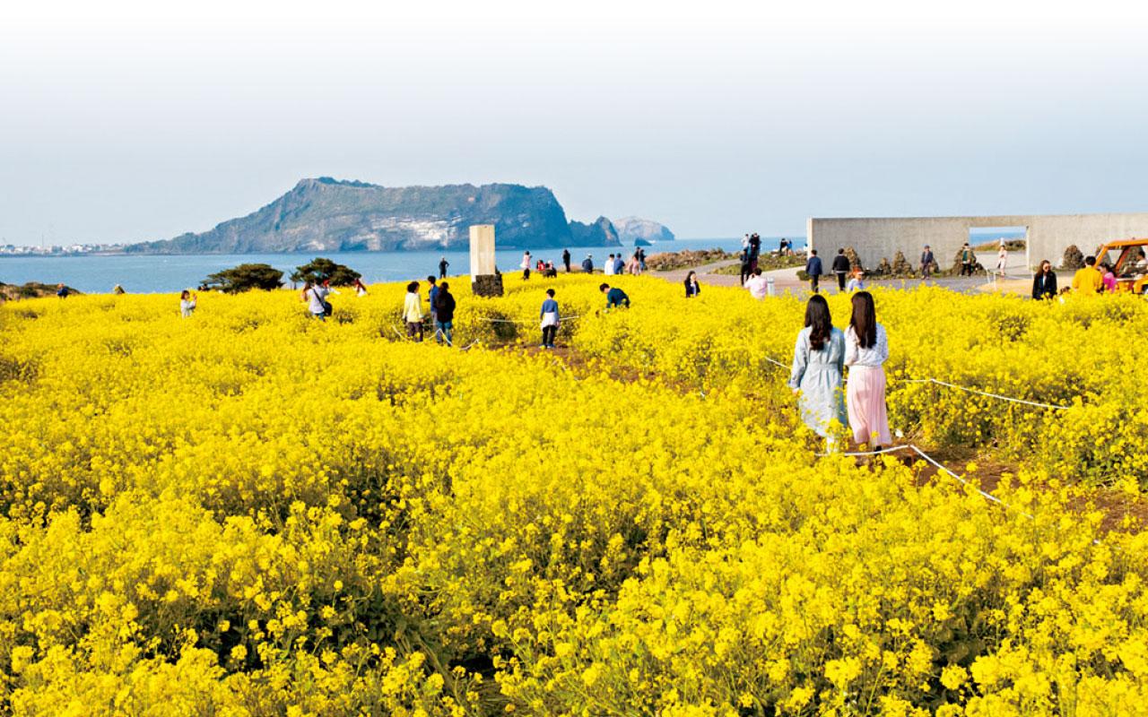 漫遊春日 濟州金黃花海
