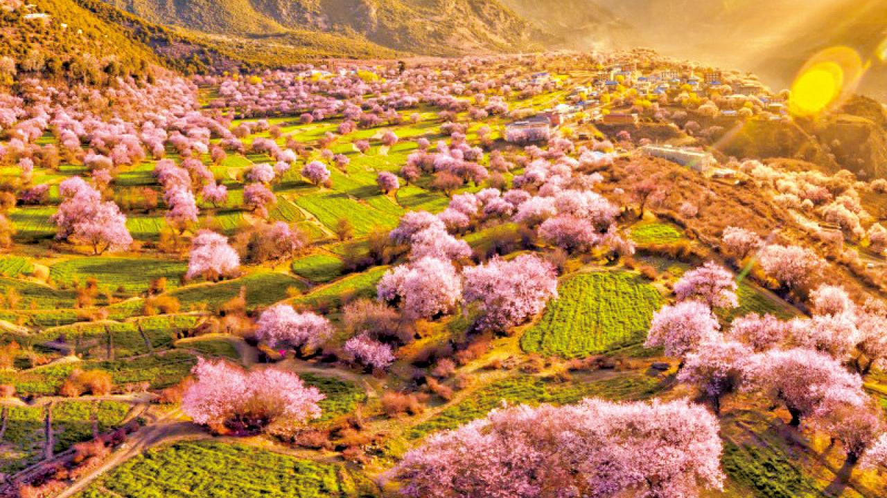 春暖花海 人間仙境 西藏林芝桃花村