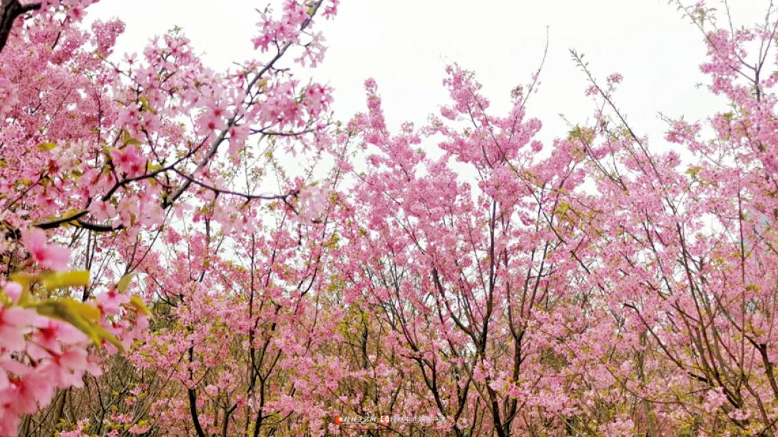 漫天櫻花飛舞 驚艷桂林南溪山公園