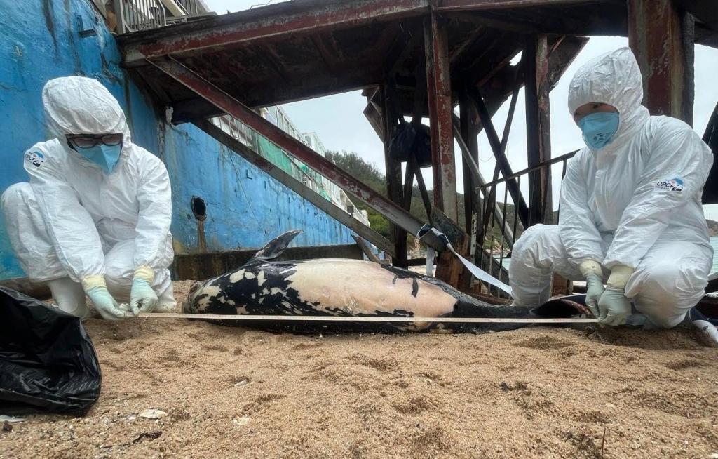 一條成年江豚被發現擱淺在長洲東灣