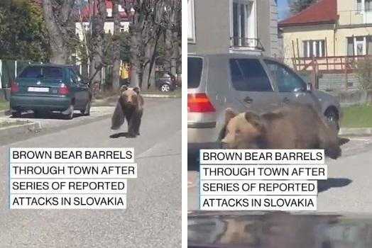 野熊大鬧斯洛伐克觀光小鎮，闖馬路狂奔。(互聯網)