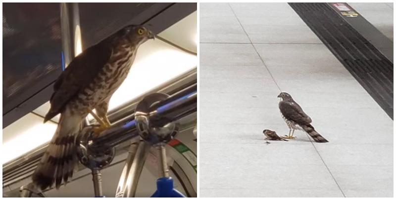 從照片可見，一隻麻雀以及疑似松雀鷹在月台位置，麻雀懷疑受傷半伏地上，松雀鷹則站立在麻雀身後「虎視眈眈」。另一段影片可見該隻疑似松雀鷹飛入了東鐵車廂，並站立在扶手橫杆，不時好奇地四周張望。(facebook群組「香港自然生態論壇」)