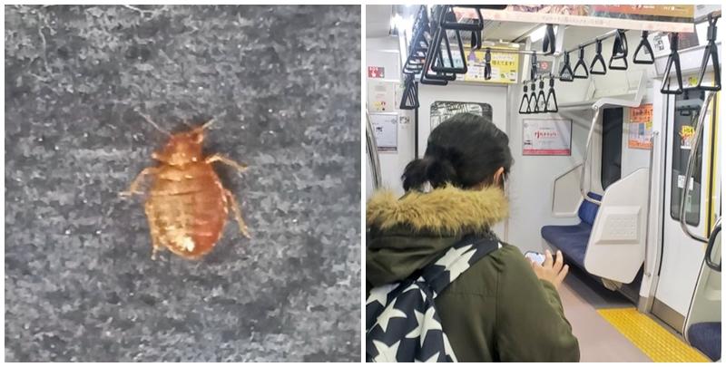 有網民接連在社交平台X上載圖片，指發現座位上有疑似床蝨亂爬。