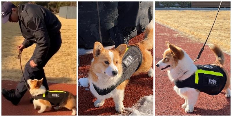全國第一隻哥基警犬「福仔」日前在山東濰坊一場警營開放日活動中亮相。