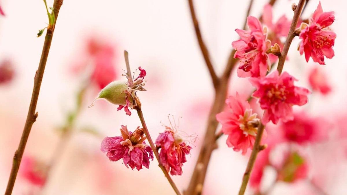 禮賓府的桃花連續兩年結果。(李家超FB)