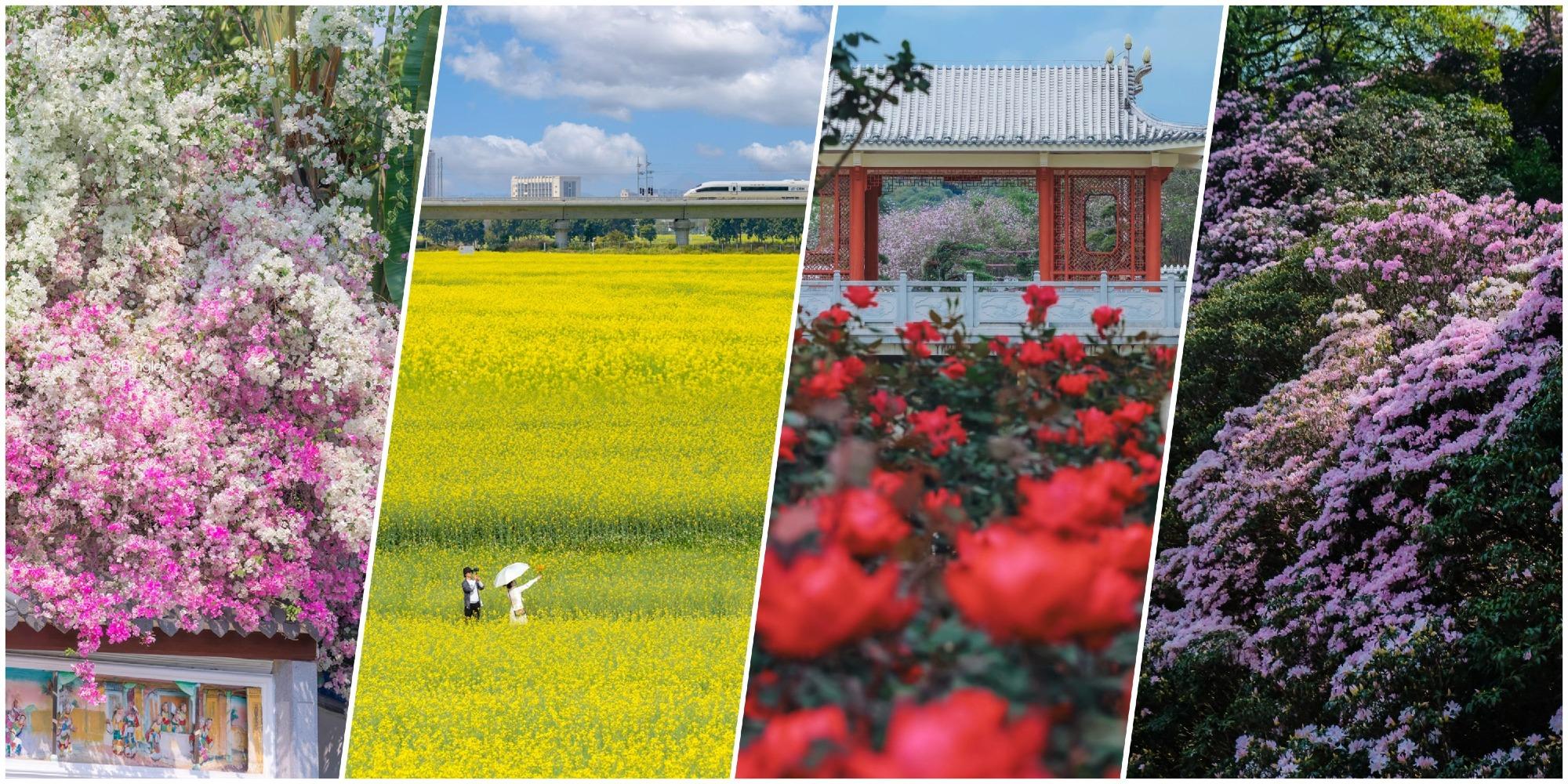 深圳好去處｜嚴選4大賞花勝地　行最高峰梧桐山賞杜鵑花