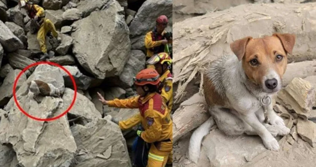 台灣花蓮地震｜搜索犬Wilson再立功 小鼻子助全數尋回罹難游家五口遺體