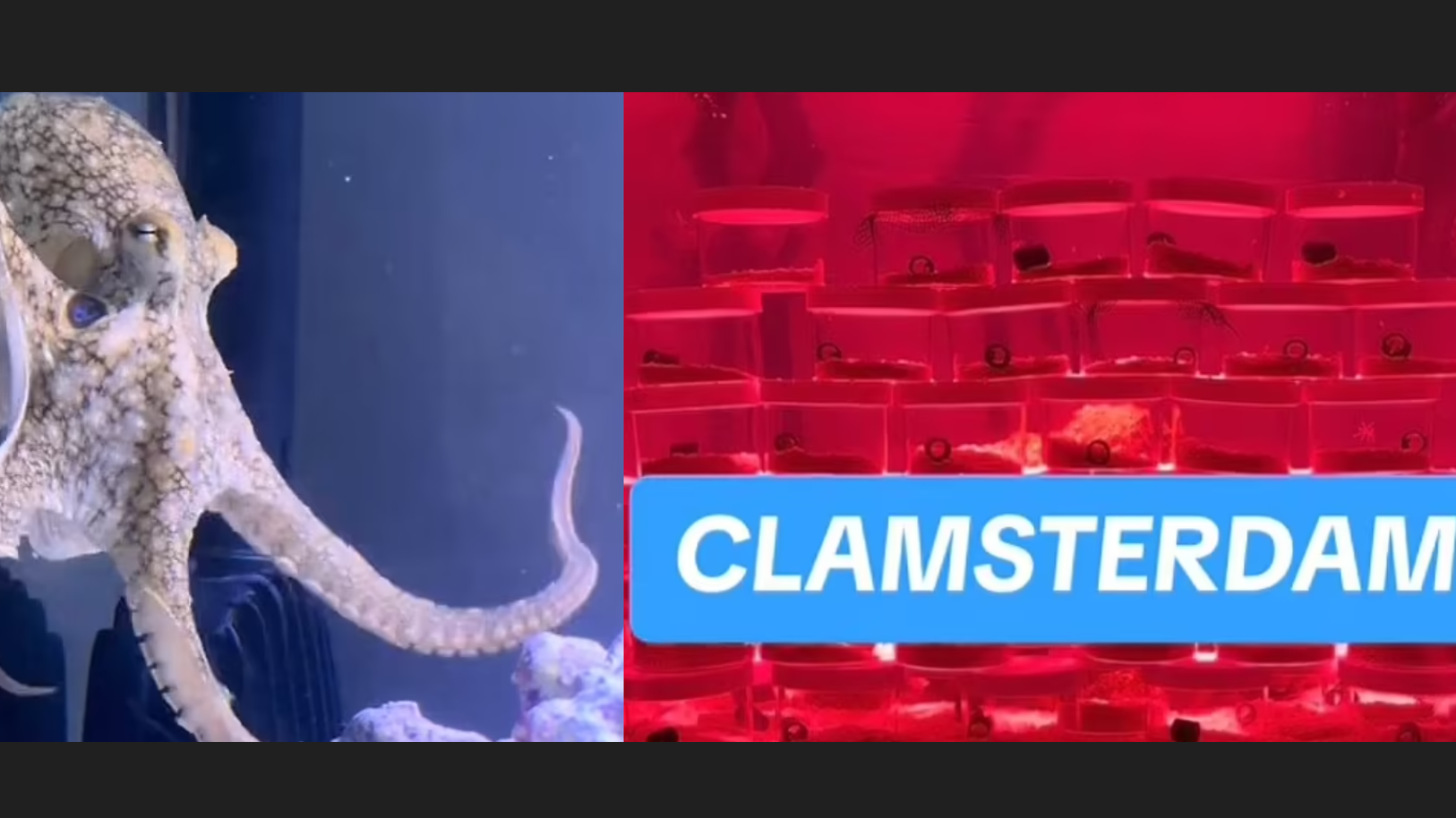 父買八爪魚給兒子作生日禮物 迅間爆生50隻BB 家不成家大崩潰