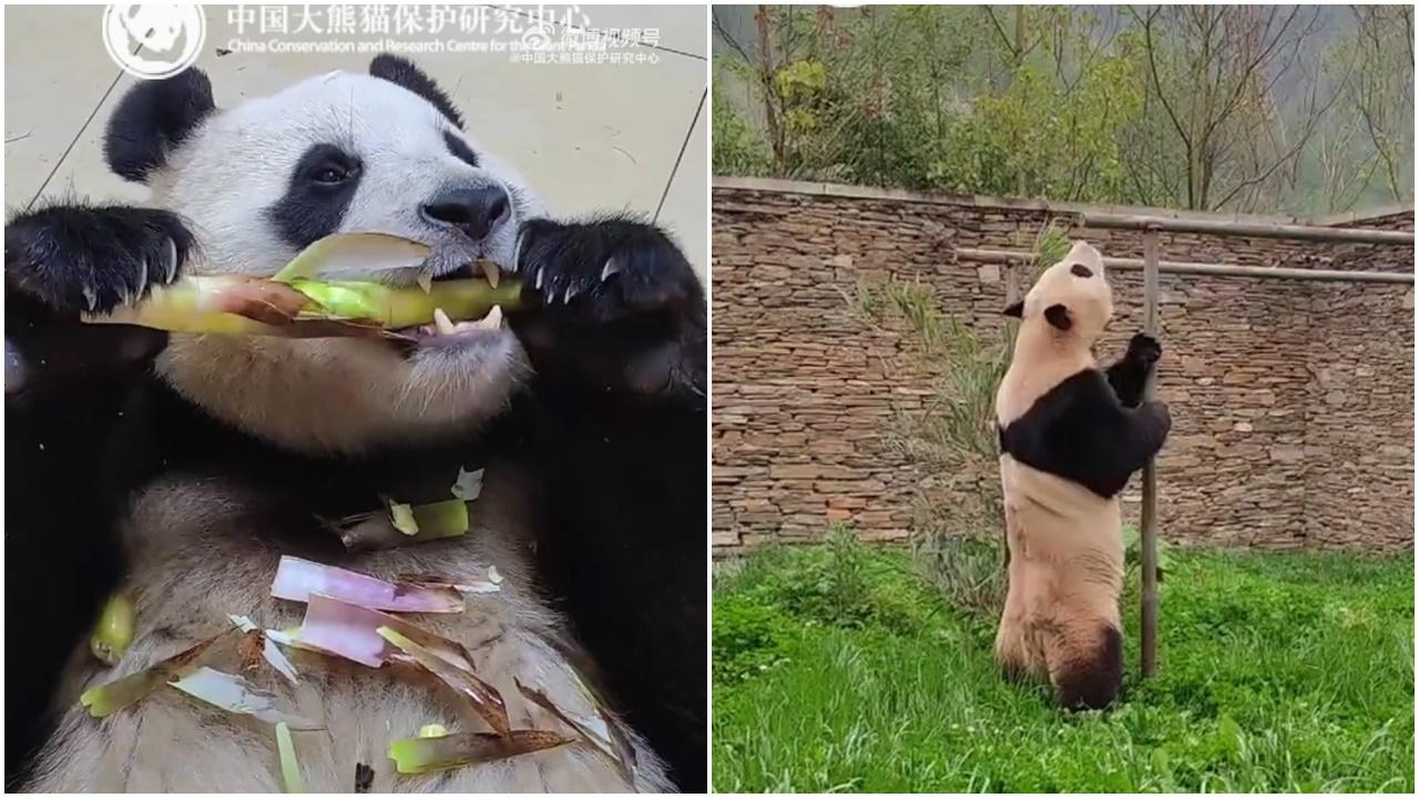 大熊貓「福寶」超萌啟動吃播模式，開始探索室外。(微博)
