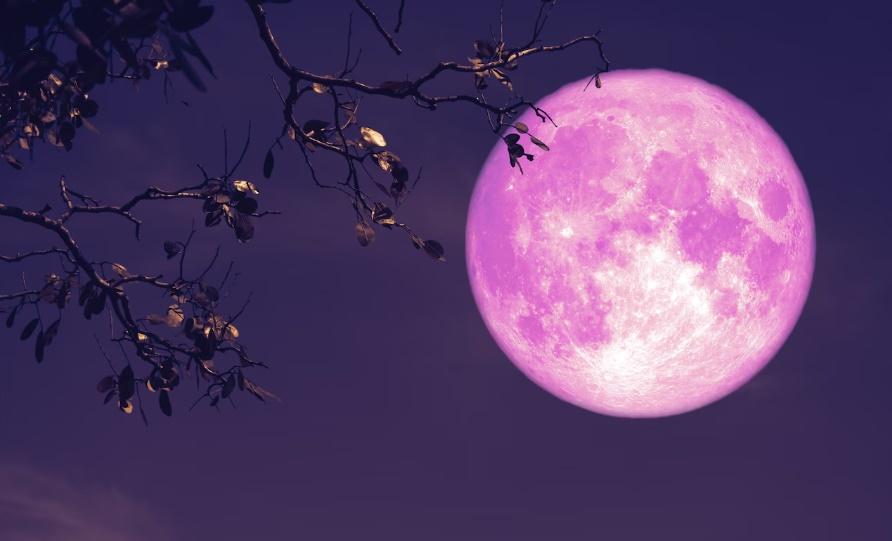 全球多處出現粉紅月亮，較平時更大更亮。