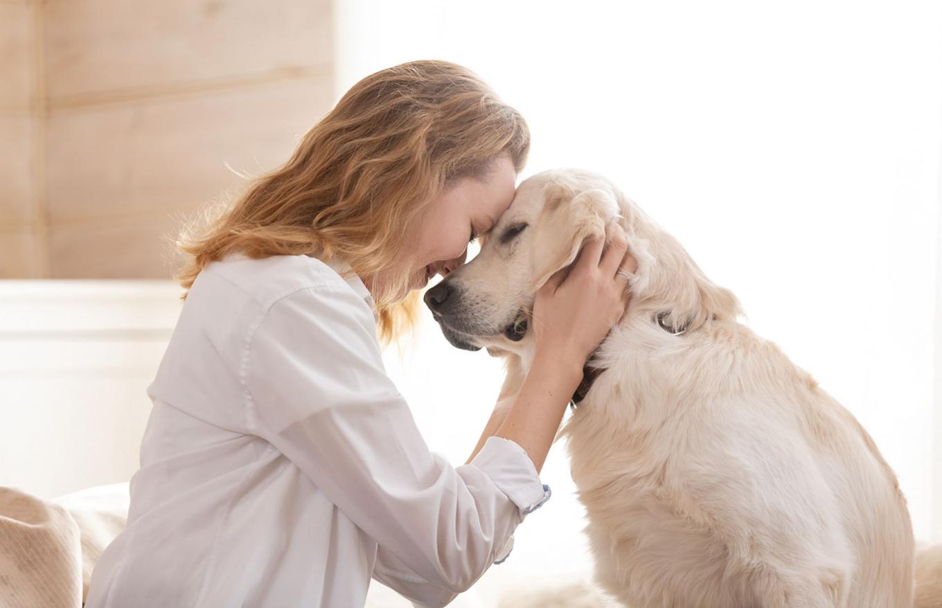 寵物服務質素參差，預購狗糧無貨到，火化後才知漏製掌印。(網上圖片)