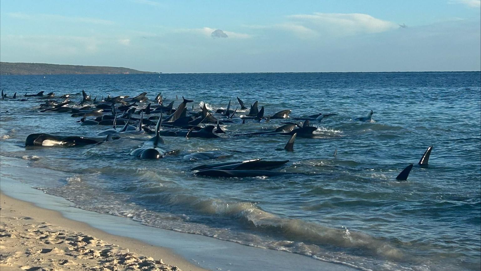西澳海灘160條鯨魚集體擱淺，其中29條死亡。(X)