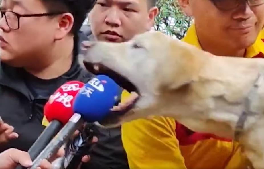 花蓮地震搜救犬Roger一咬成名，登CNN國際首頁。(FB)