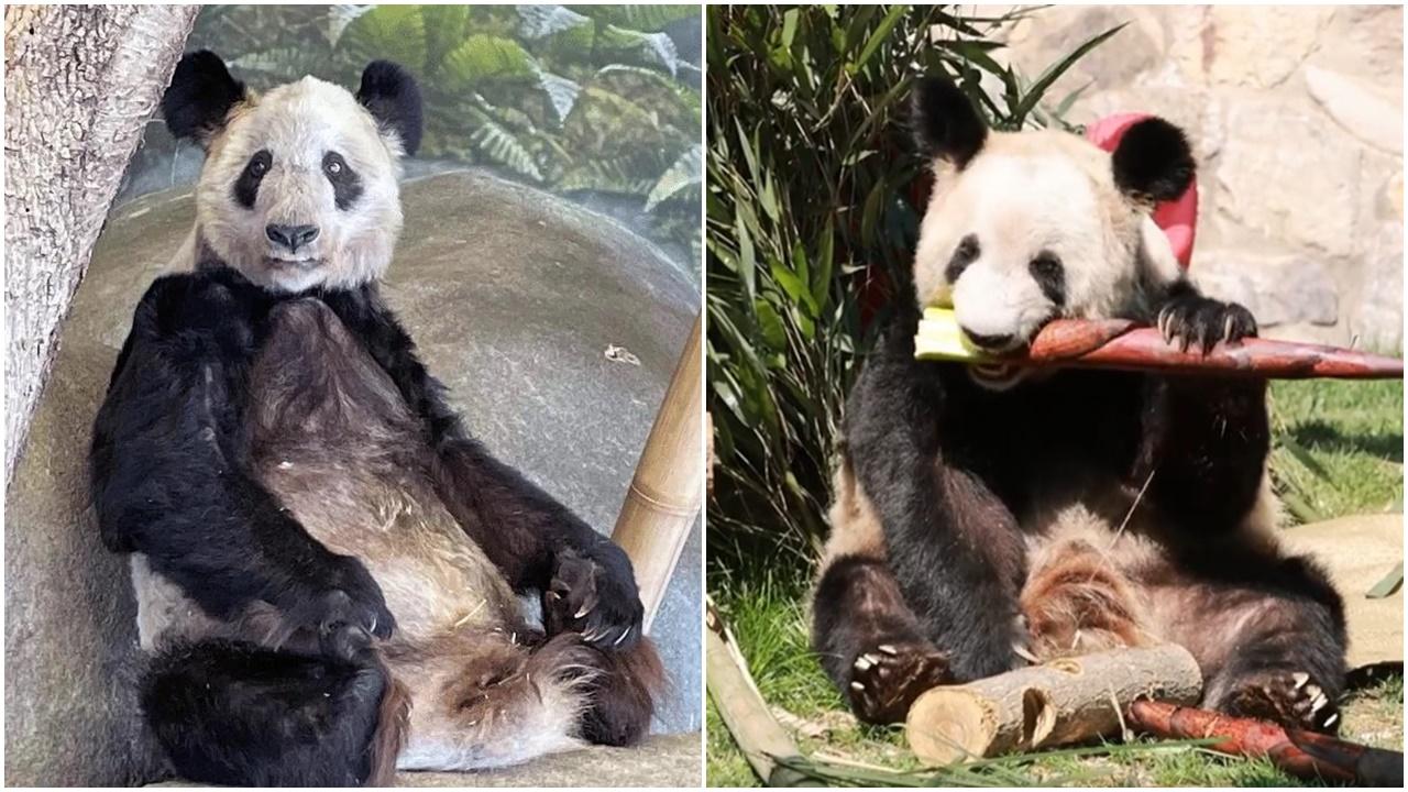 旅美大熊貓「丫丫」明天回國一周年，熊生驚喜逆襲。(微博)