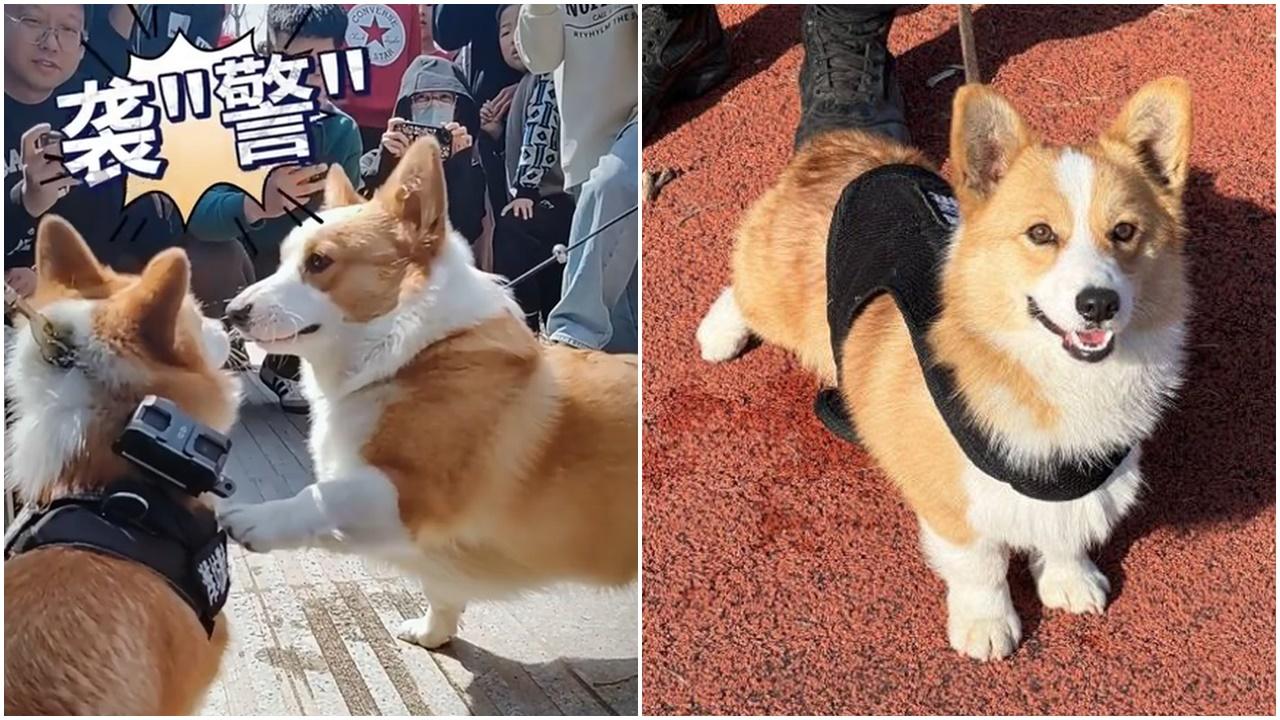 全國首隻哥基警犬「遇襲」，反應獲網民一致大讚。(微博)