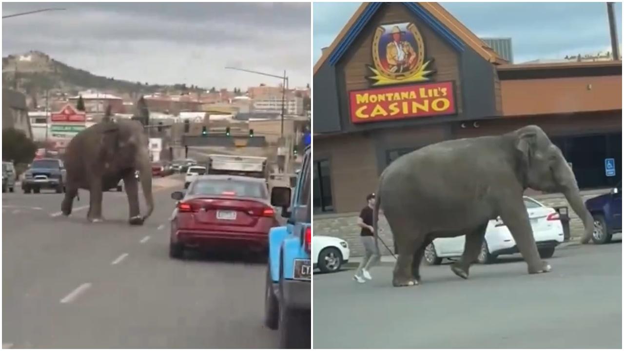 大象逃脫車陣穿插，馬戲團帶同伴接回。(X)