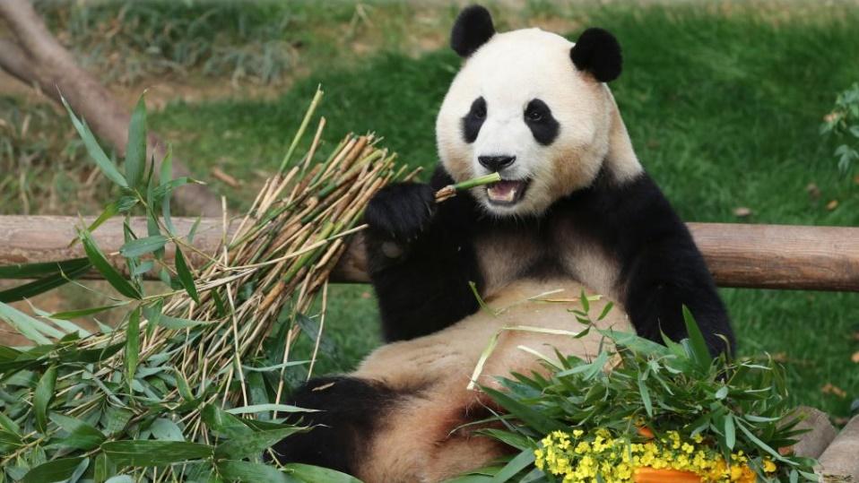 南韓民眾提案續租大熊貓「福寶」，旅行社順勢推熊貓行程。(資料圖片)