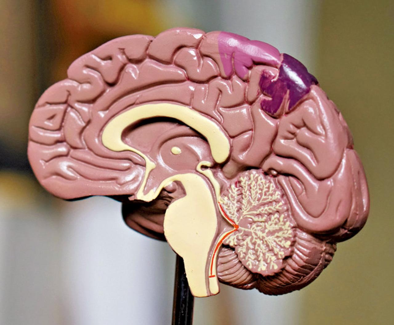 40歲大腦始退化 及早延緩認知衰退