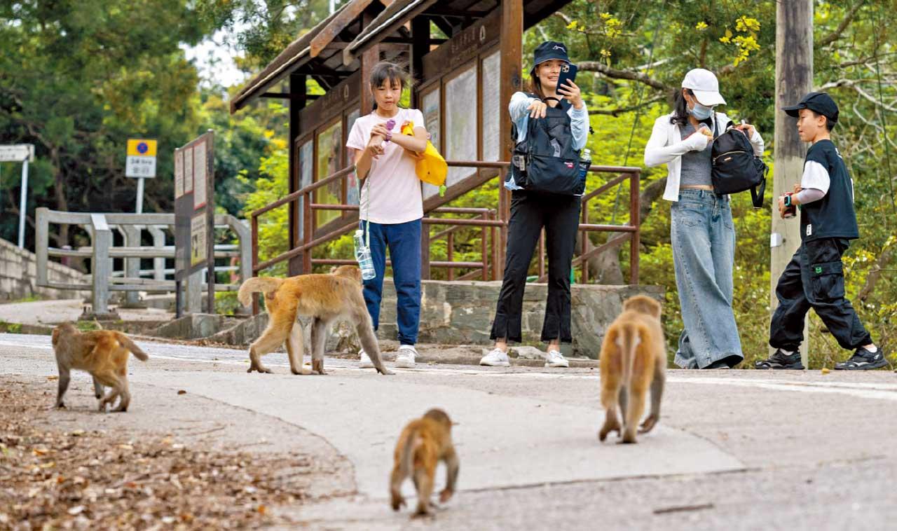 37歲漢遭猴子襲擊染猴疱疹病毒危殆 漁護署籲勿與猴子對望餵飼接觸