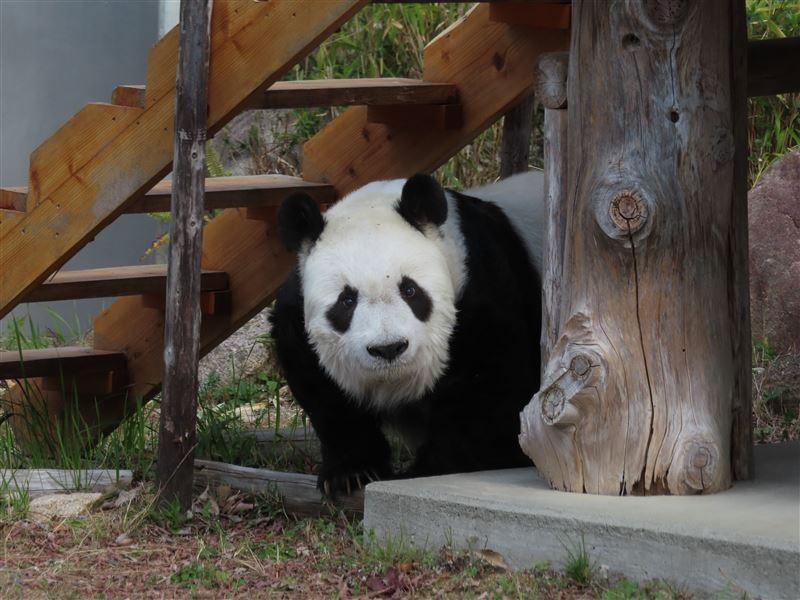 大熊貓「旦旦」