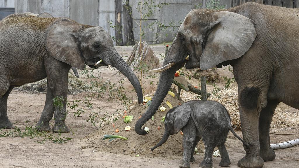 德國動物園內的大象。(美聯社)