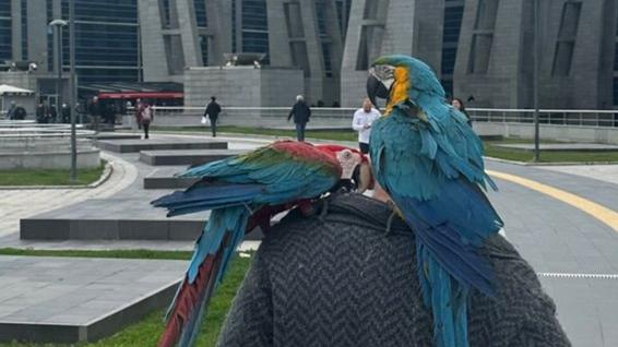 2鸚鵡狂講「我老公不在」揭妻子出牆，人夫堅持帶寵物上庭作證。(X)