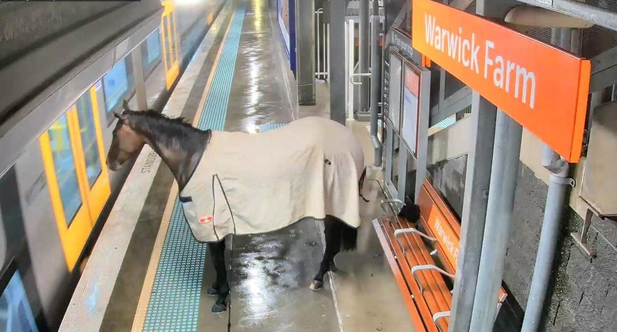 走失的馬匹在火車站月台徘徊。(影片截圖)