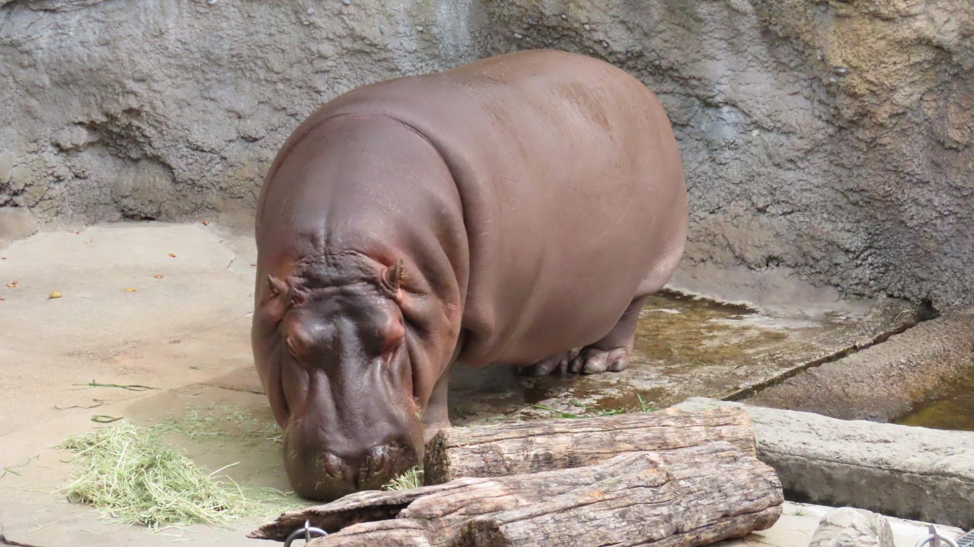 日本河馬被當仔養7年，無做一樣嘢被揭是女兒身。(X)