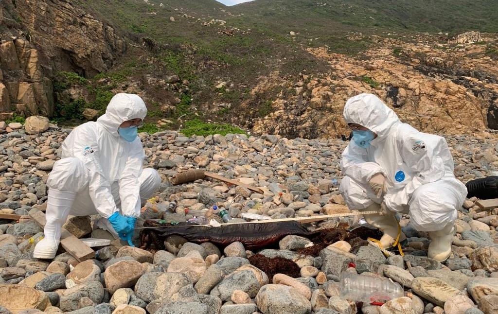 豚屍再現｜江豚骸骨現西貢火石洲 本年度第24宗