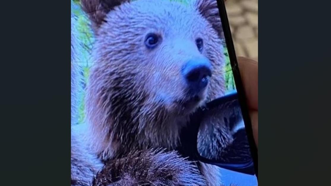 婦人展示用手機拍攝野熊撲上車身的照片。(互聯網)