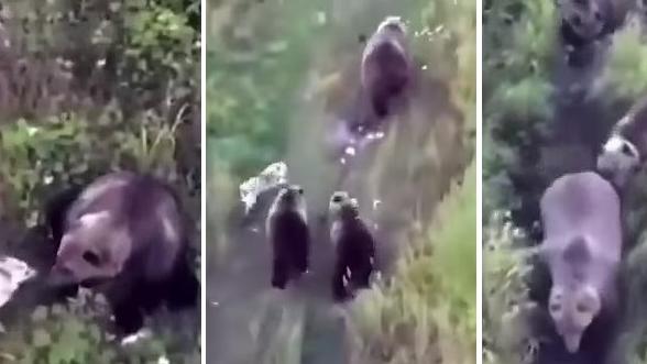 哈士奇追著棕熊一家三口玩，十分可愛。(互聯網)