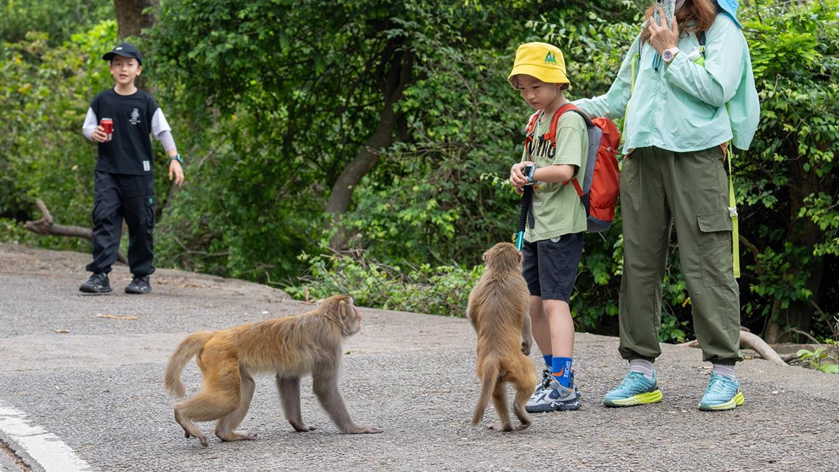 金山郊野公園今日續有不少遠足人士，部分猴子不怕走近人類。(陳奕釗攝)