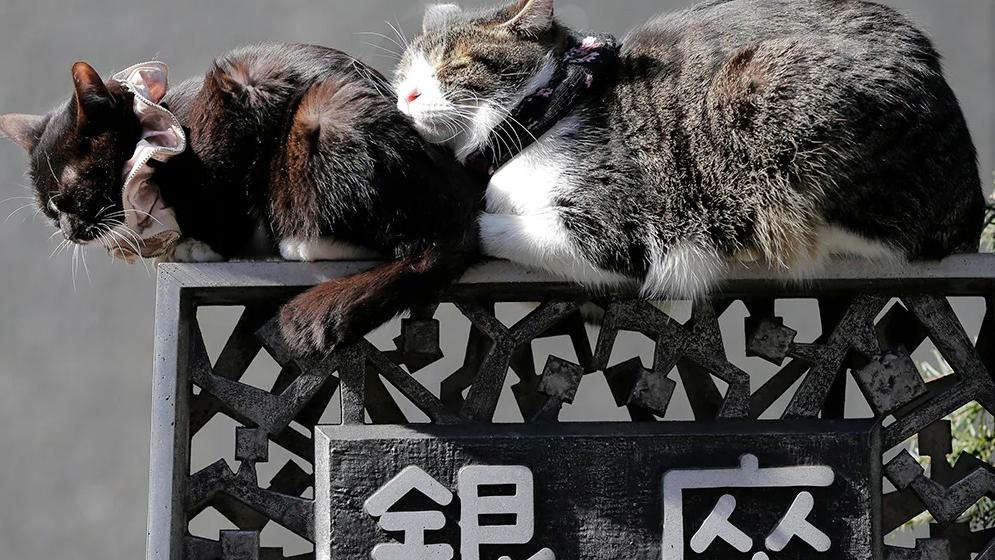 日本最近10年內有逾50宗火災跟家裡飼養的寵物有關。(互聯網)