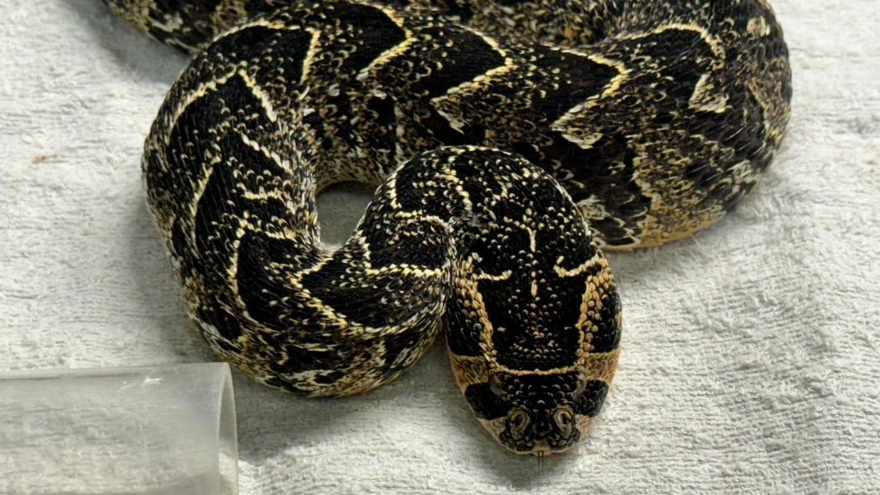 朱伯特家裡非法飼養的蛇。(互聯網)