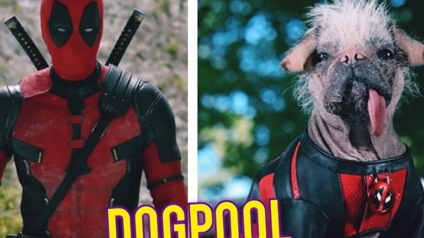 死侍與狼人｜最萌角色「死侍狗」身世坎坷 贏全英最醜冠軍