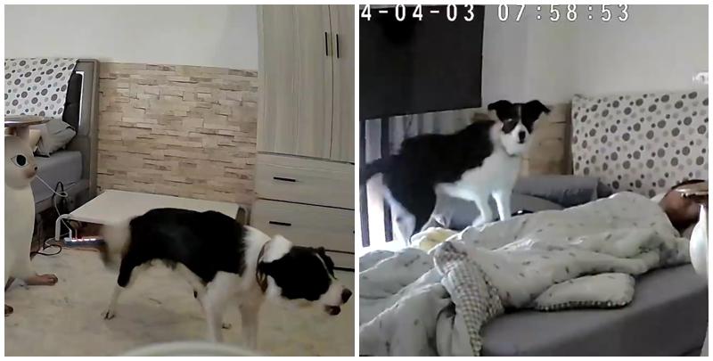 彰化縣溪湖鎮一名女飼主分享邊境牧羊犬「Miti(米踢小姐)」在地震來襲前10秒提前感知，牠突然對門口狂吠20秒，試圖要將媽媽叫醒，還跳到床上肉身守護飼主。(影片截圖)