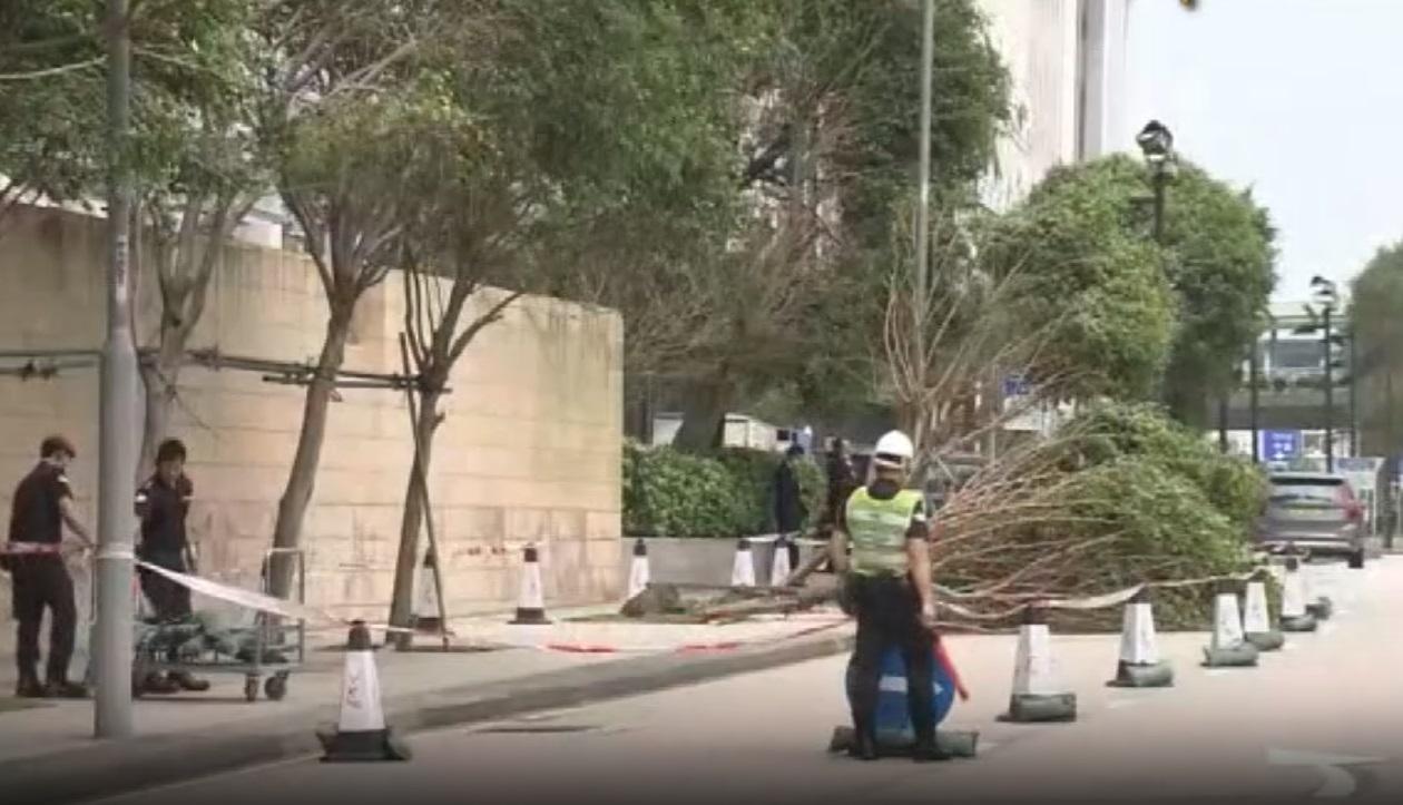 國金2期對出有3棵樹塌下