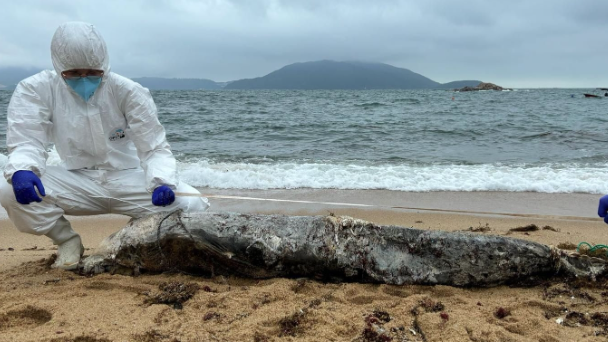 今日(30日)石澳後灘有一條鯨豚擱淺。(海洋公園保育基金圖片)