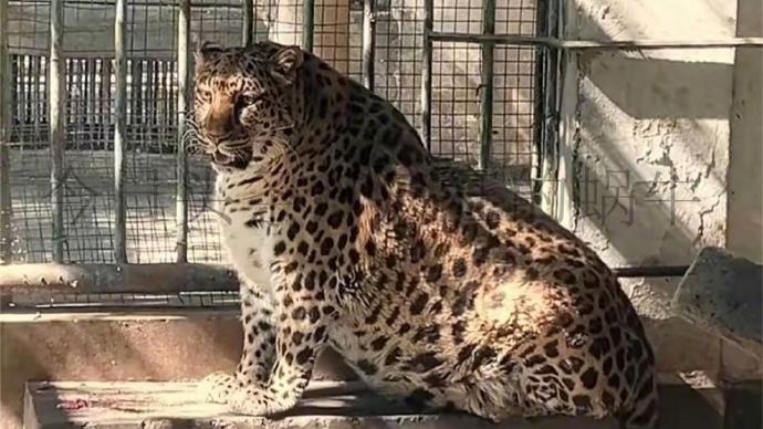四川動物園幫16歲網紅花豹瘦身兩個月失敗，專家因一個原因建議放棄。(微博)